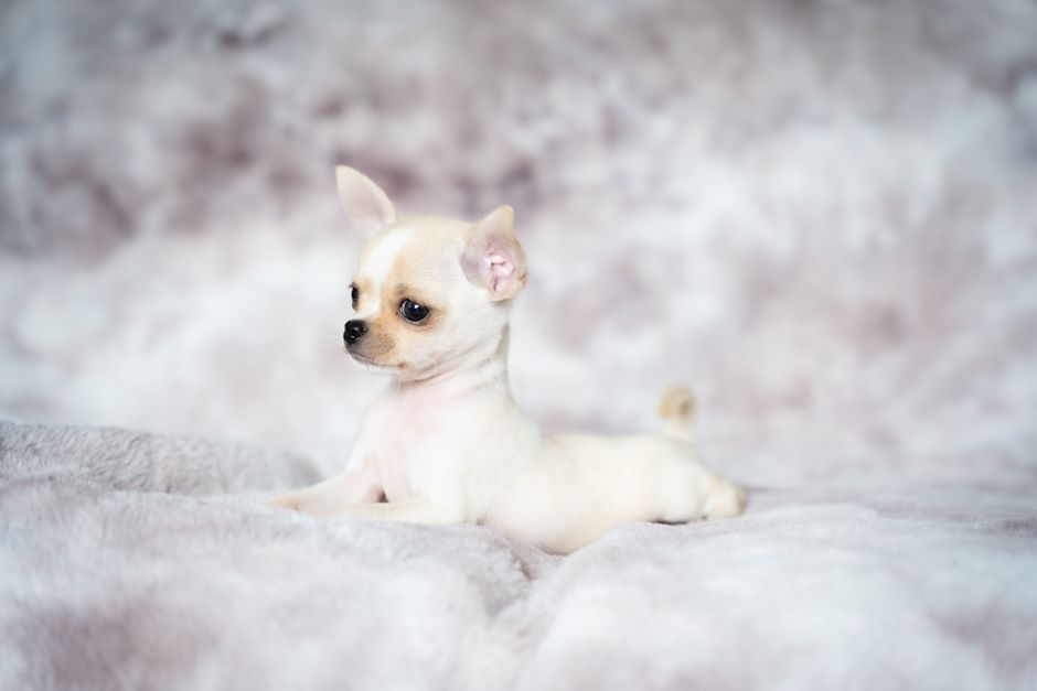 Adorable cream chihuahua puppy lounging on a soft plush blanket indoors.