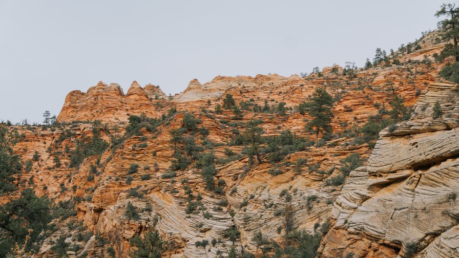 Breathtaking view of red rock formations with alpine vegetation in Zion National Park, Utah, USA.