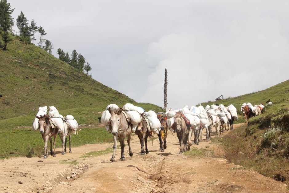 A herd of pack animals carrying loads on a rugged mountain trail under a cloudy sky.