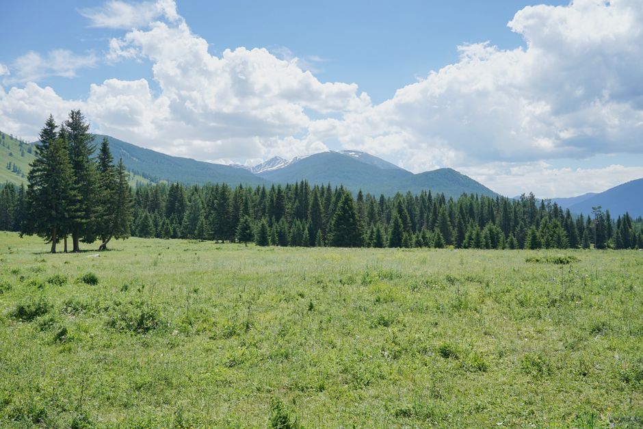 A picturesque alpine meadow bordered by a lush evergreen forest under a bright blue sky.