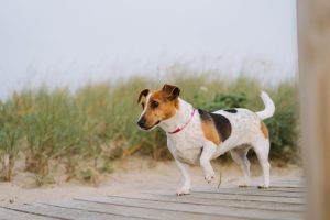 Pet-Friendly Vacation Rentals: Pet-Friendly Rentals in Major US Cities: The Booking Rules That Actually Matter