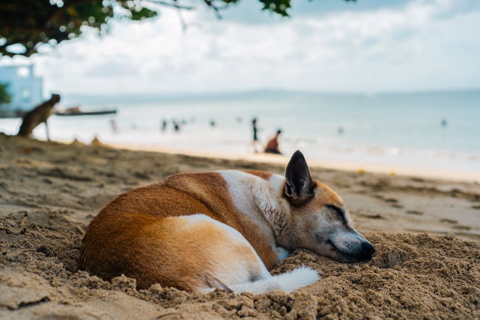 A serene dog rests on a sandy beach under shaded trees.
